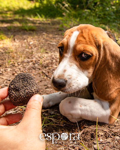 🐾✨ Los verdaderos cazadores de trufas 
¿Sabías que los perros entrenados son esenciales para encontrar la preciada trufa negra?
🐕Su olfato excepcional les permite localizar este tesoro subterráneo, oculto bajo encinas y avellanos.

#TrufaFresca #CicloNatural #TrufaNegra