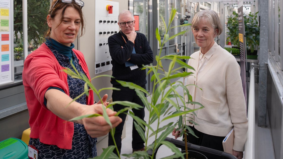 Liz Rylott (@lizrylott) on Twitter photo Well-chuffed to get a chance to talk with razor-sharp Professor Dame Angela McLean, <a href="/uksciencechief/">Government Office for Science</a> about our elementalhub.org metal-recovery willow project, at <a href="/UniOfYork/">University of York</a>. She loves peonies too, WNTL?! Well-chuffed to get a chance to talk with razor-sharp Professor Dame Angela McLean, <a href="/uksciencechief/">Government Office for Science</a> about our elementalhub.org metal-recovery willow project, at <a href="/UniOfYork/">University of York</a>. She loves peonies too, WNTL?!