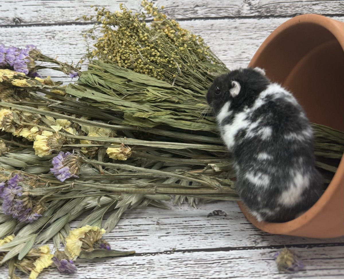 ORSmallAnimals's tweet photo. Ushi is officially adoptable in Oregon!
https://t.co/IzKRRnhaQE 

Ushi is a 1 year old male dwarf hamster. He is extremely friendly and outgoing. He will do best in an experienced hamster home. He comes straight to the door for pets, handling and free roam time. https://t.co/TVd8BzTApm