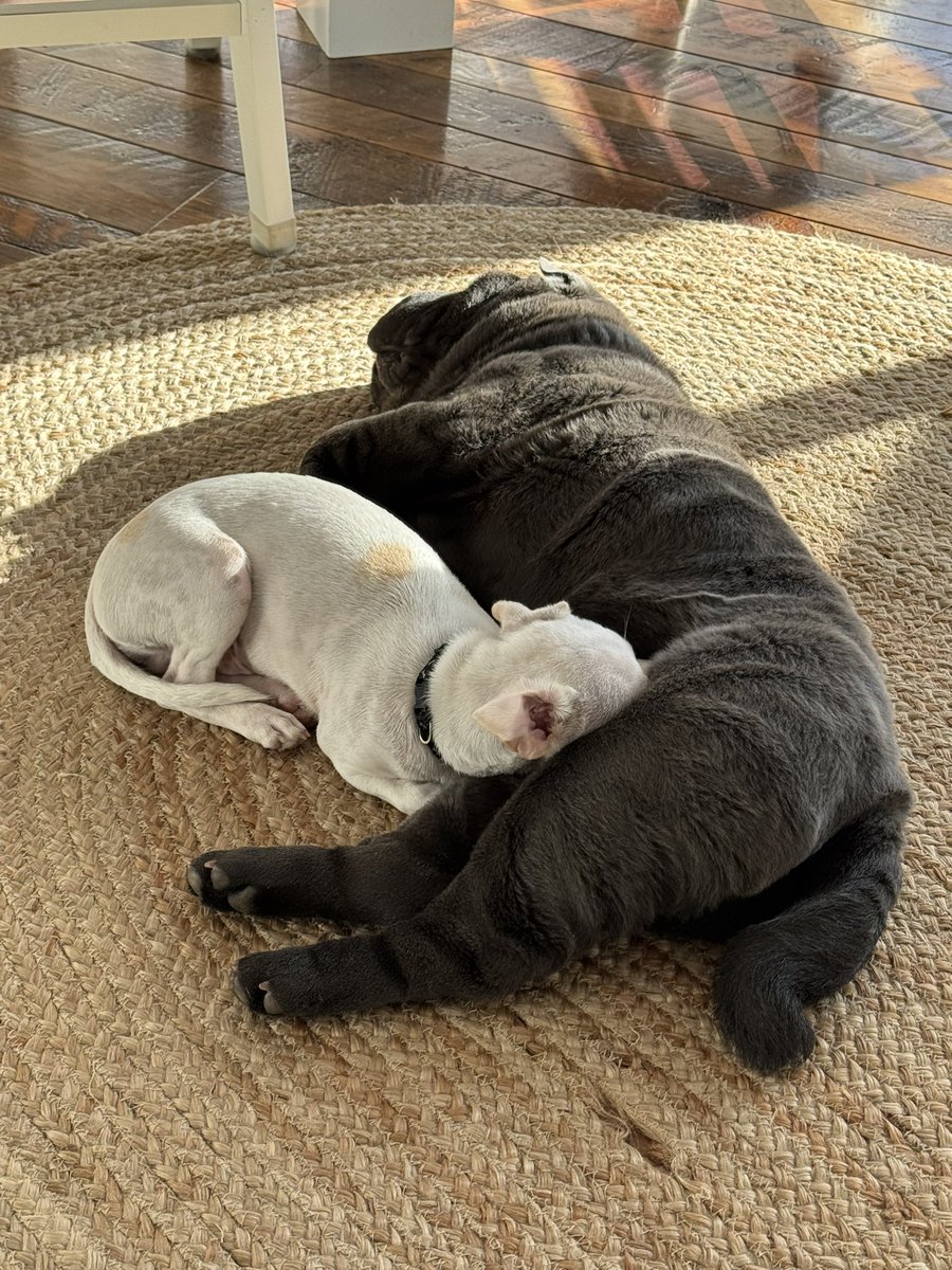 35rob35's tweet image. Here are new friends building their relationship lying on a woven rug in a sunlit room. Bruce is lying on his side with his head resting on the rug. Rocky is curled up and nestled against Bruce, resting his head on Bruce’s body. The cozy and peaceful scene has sunlight streaming…