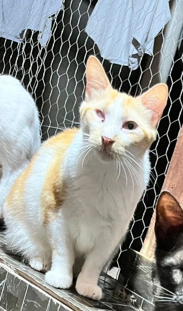 di_abrigo_davi's tweet image. Estamos profundamente tristes. Passamos  o dia ontem tentando conseguir comida e mais um pouco de areia. Hoje, o moço da loja nos pediu para resolver a questão da conta que temos. Por favor, se alguém pode doar qualquer valor para abater na conta e doar ração, pode se preferir 
+