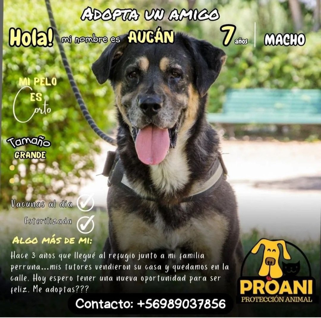 Perritos en adopción,  RT 🙏