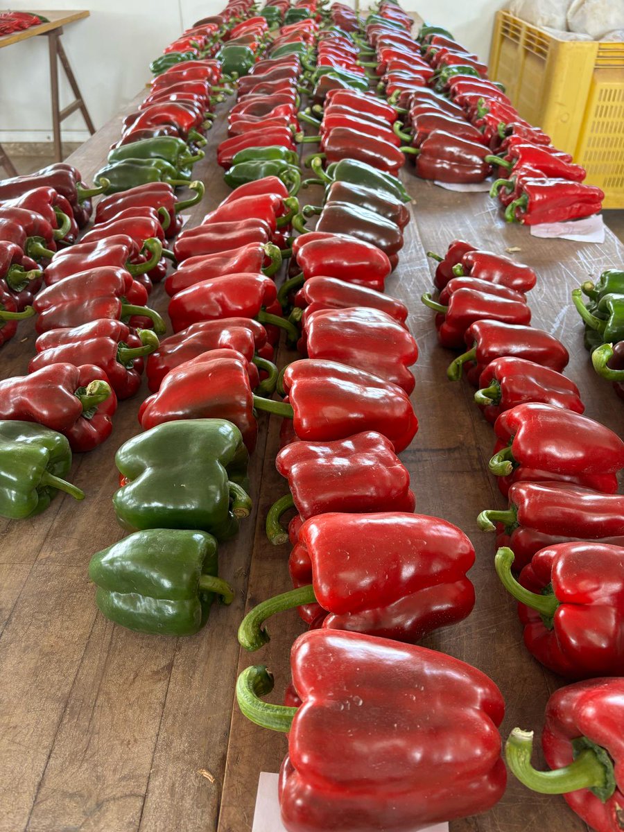 INIA-CSIC tweet media