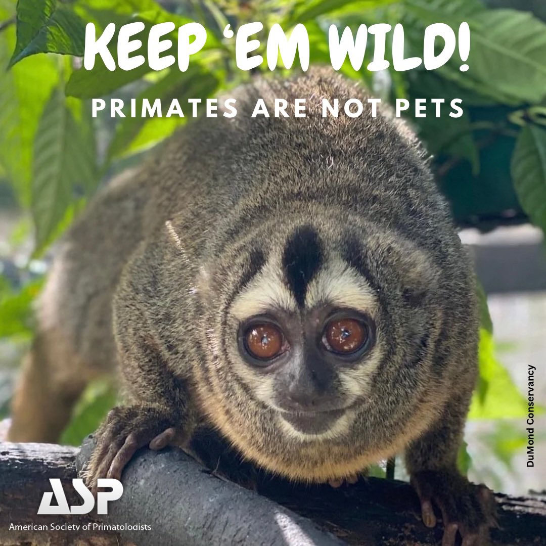 Monkeys may be cute, but they’re not meant to be pets! 🐒 Let’s celebrate National Love Your Pet Day tomorrow by loving the pets that are made for family life 🐶 🐱 #NationalLoveYourPetDay #WildAndFree #KeepEmWild #PrimatesAreNotPets