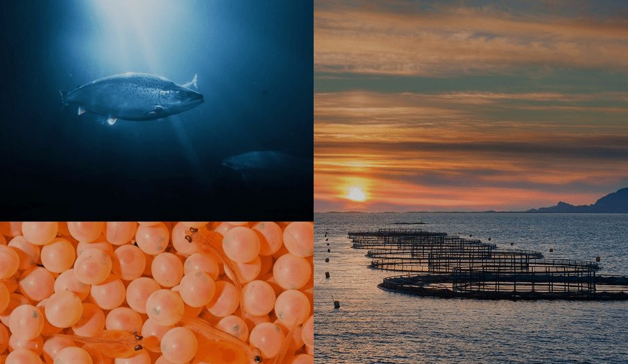 InfoSALMON tweet media