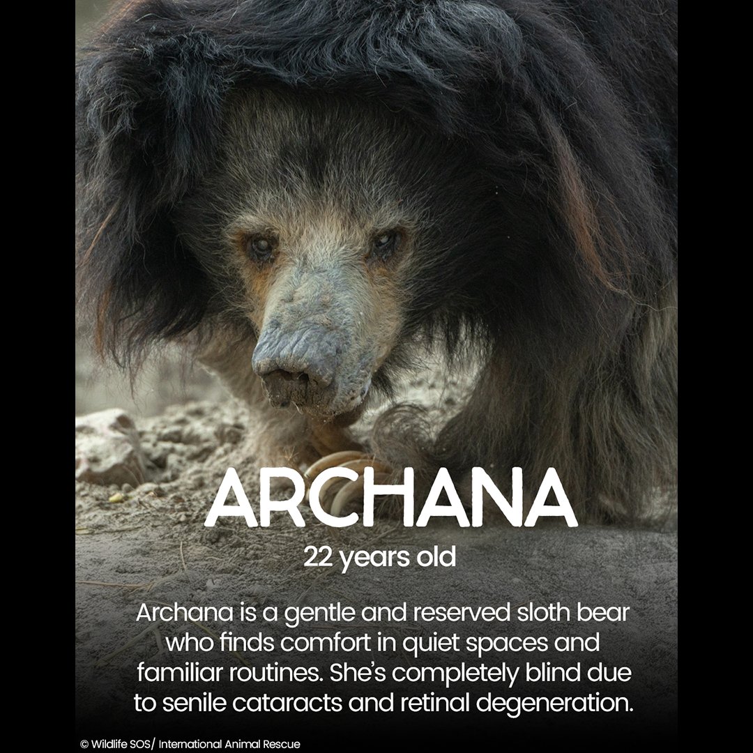 International Animal Rescue tweet media