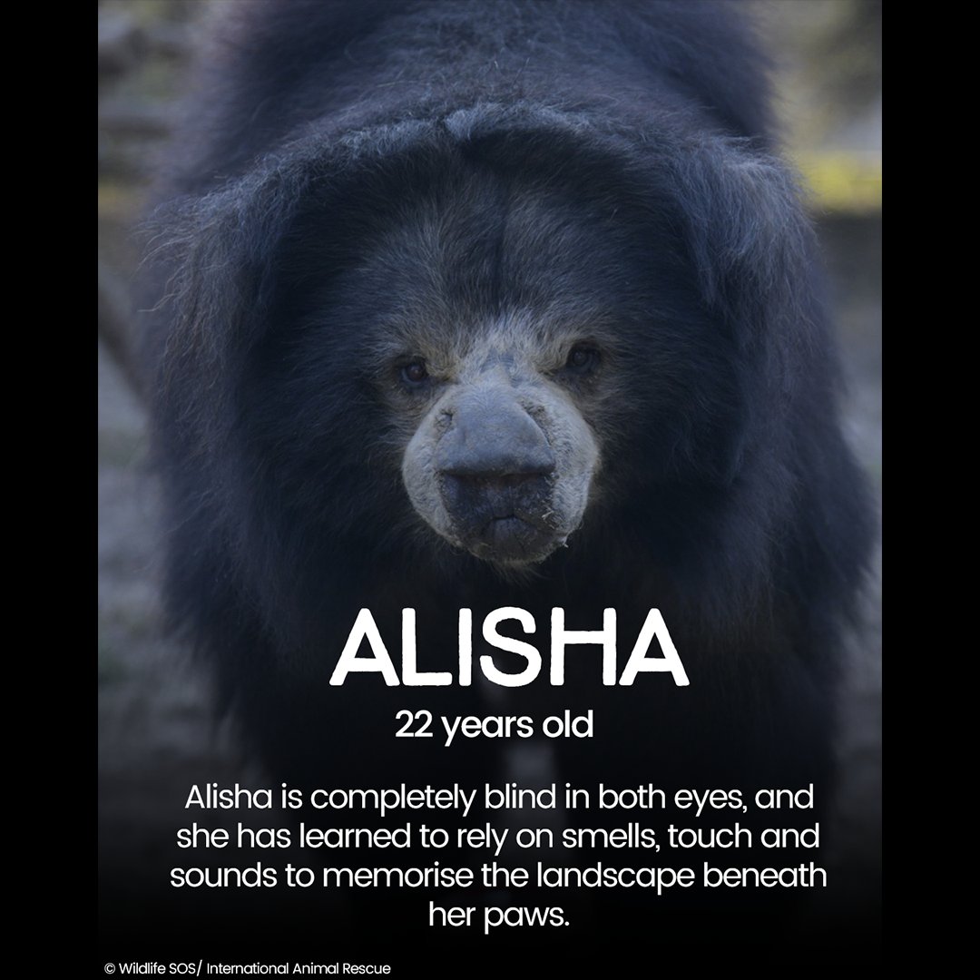 Your support for the 10 blind bears in our care has been incredible, but we’re starting to see donations slow down. Right now, we’ve raised enough to cover the care of FIVE blind sloth bears for a whole year—but we need to reach all TEN.

Please donate: internationalanimalrescue.org/appeal/blindbe…