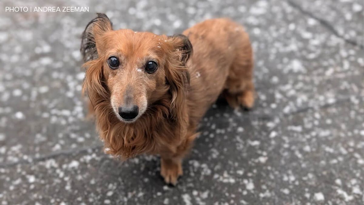 ABC11_WTVD's tweet image. ❄️ SNOW IS HERE! ❄️ One of our viewers sent in this photo of southeast Wake County. 

📷️ Send us your photos here: abc11.com/share/