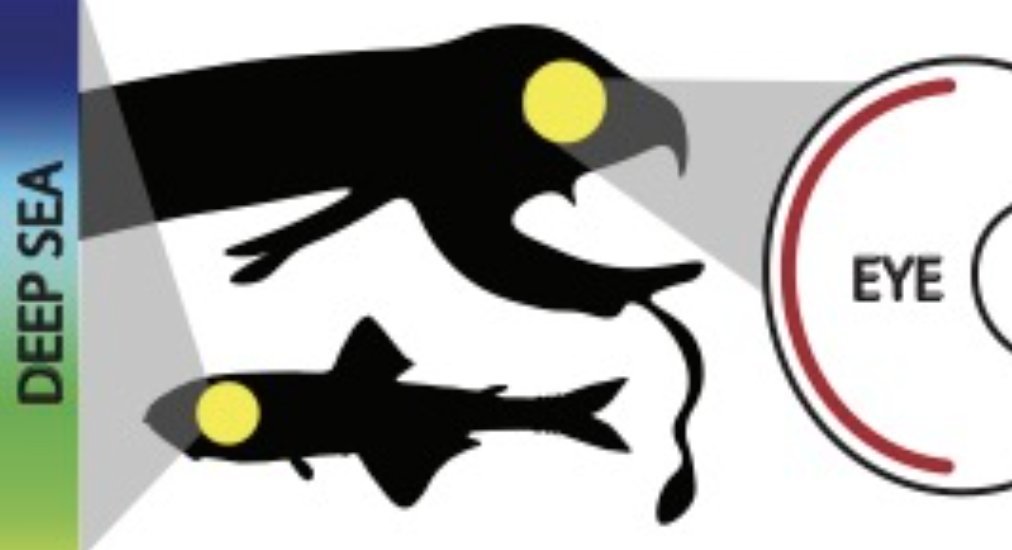 Loving deep-sea fish and molecular evolution? 
We're hiring!:-) Looking for a motivated PhD student to join us to study evolution of vision &amp; to explore limits of vertebrate eye in extreme environment. Deadline 15th March. Thanks for applying and sharing!
fishevo.com/erc-funded-phd…