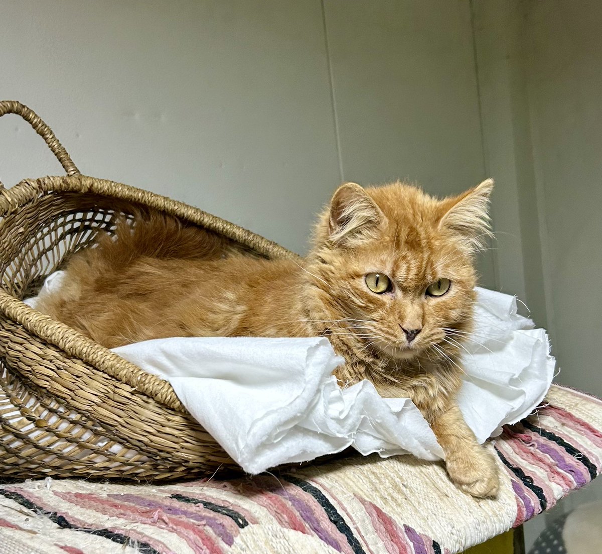 CantabriaFelina's tweet image. Lan, seguimos publicando a esta belleza a ver si conseguimos una #familia para él.
Es un gatin híper cariñoso y mimosón.
Si quieres conocerle contáctanos.

#felizdia #kittenlovers #gato #cantabria #adopcionresponsable #kitten #catlover #adopción #cat