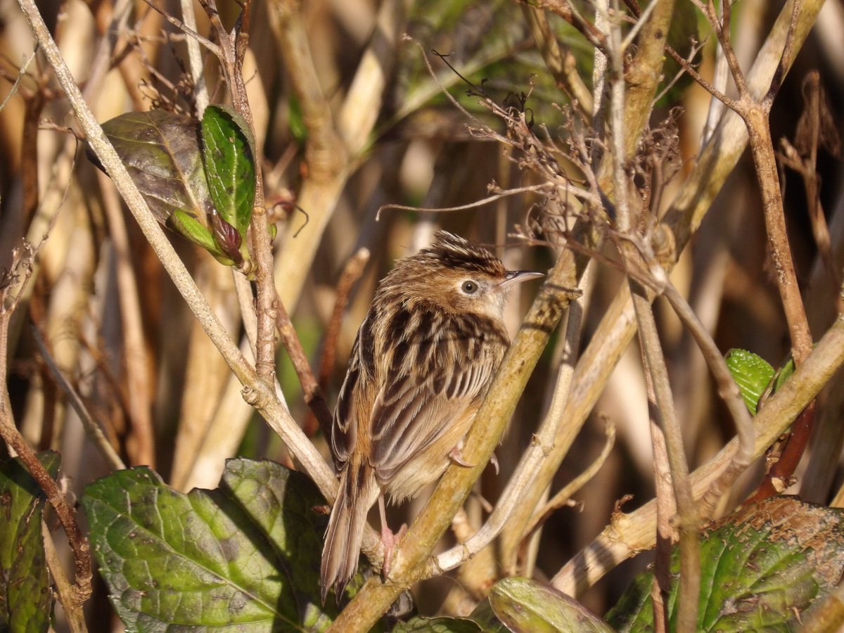 MDonbis's tweet image. Siempre me hace mucha gracia la cara de desconcierto que tiene el Buitrón. 

#aves #pajaros