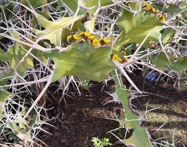 דוקר בלב
אתמול בגן הקקטוסים של יוכקה ועודד