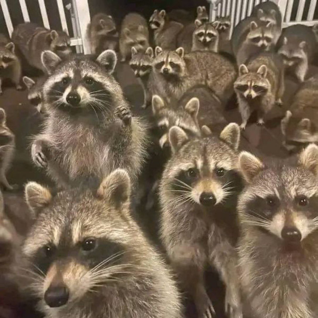 선입금한거 다 수령하고 현장구매까지 하려면 너구리 이만큼 대동해야됨………ㄱ-
근데 나에겐 너구리가 이만큼 없음……….😱