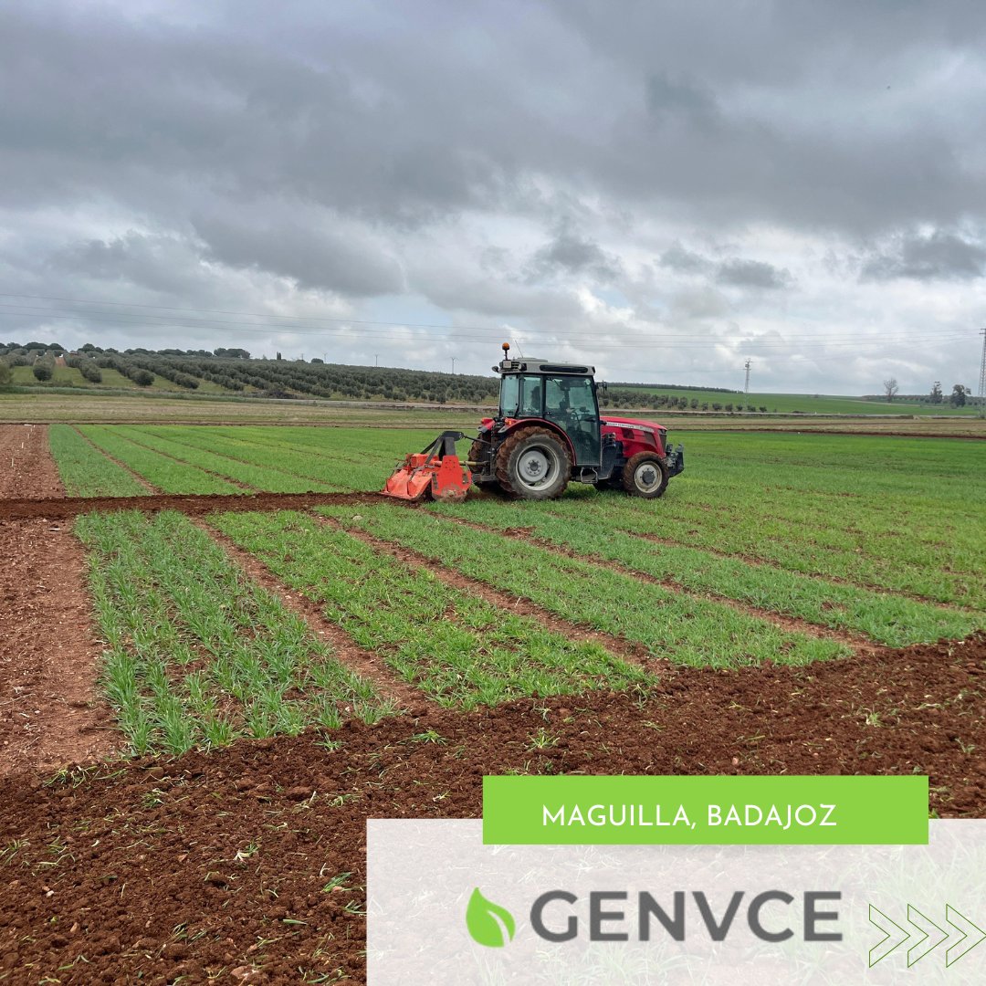 GENVCE's tweet photo. 🚜 Listos los pasillos y marcadas las 320 parcelas del 𝐞𝐧𝐬𝐚𝐲𝐨 𝐝𝐞 𝐜𝐞𝐫𝐞𝐚𝐥 𝐝𝐞 𝐢𝐧𝐯𝐢𝐞𝐫𝐧𝐨 𝐞𝐧 𝐌𝐚𝐠𝐮𝐢𝐥𝐥𝐚, #Badajoz.
 ➡️ Una jornada intensa para los técnicos de @CICYTEX 💪
Muy pronto tendremos resultados de esta plataforma 😊 https://t.co/h0cjKWMwVZ