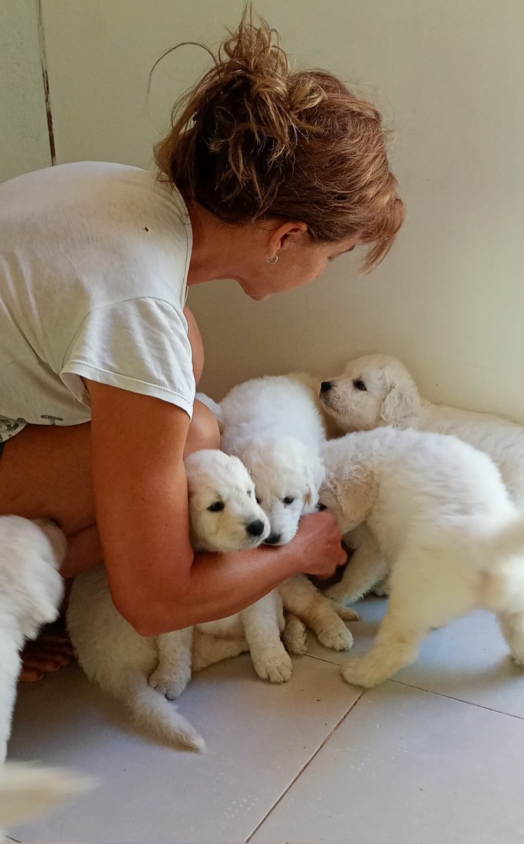 ElNegroVicente's tweet photo. Cachorros kuvasz, día 34.
#dog #dogsofinstagram #dogcute #kuvasz #kuvaszlove #Kuvaszpuppies #Kuvaszargentina #kuvaszhungary #kuvaszuruguay #pastorhungaroargentina https://t.co/c6GLNBQFzt