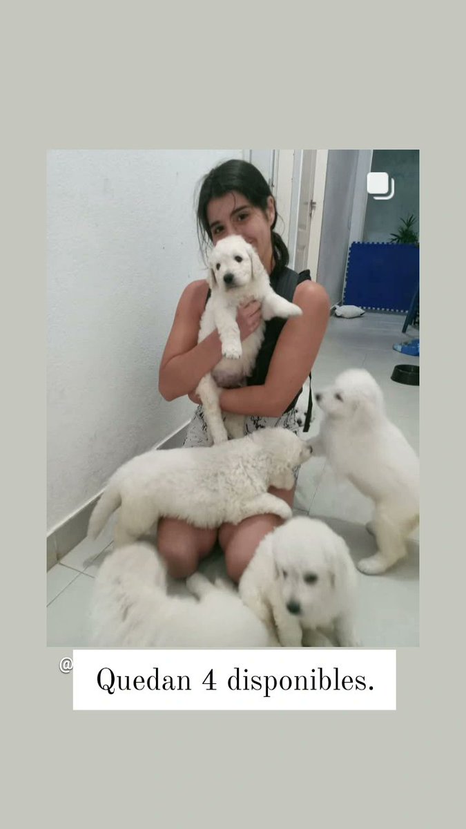 ElNegroVicente's tweet photo. Cachorros kuvasz, día 34.
#dog #dogsofinstagram #dogcute #kuvasz #kuvaszlove #Kuvaszpuppies #Kuvaszargentina #kuvaszhungary #kuvaszuruguay #pastorhungaroargentina https://t.co/c6GLNBQFzt