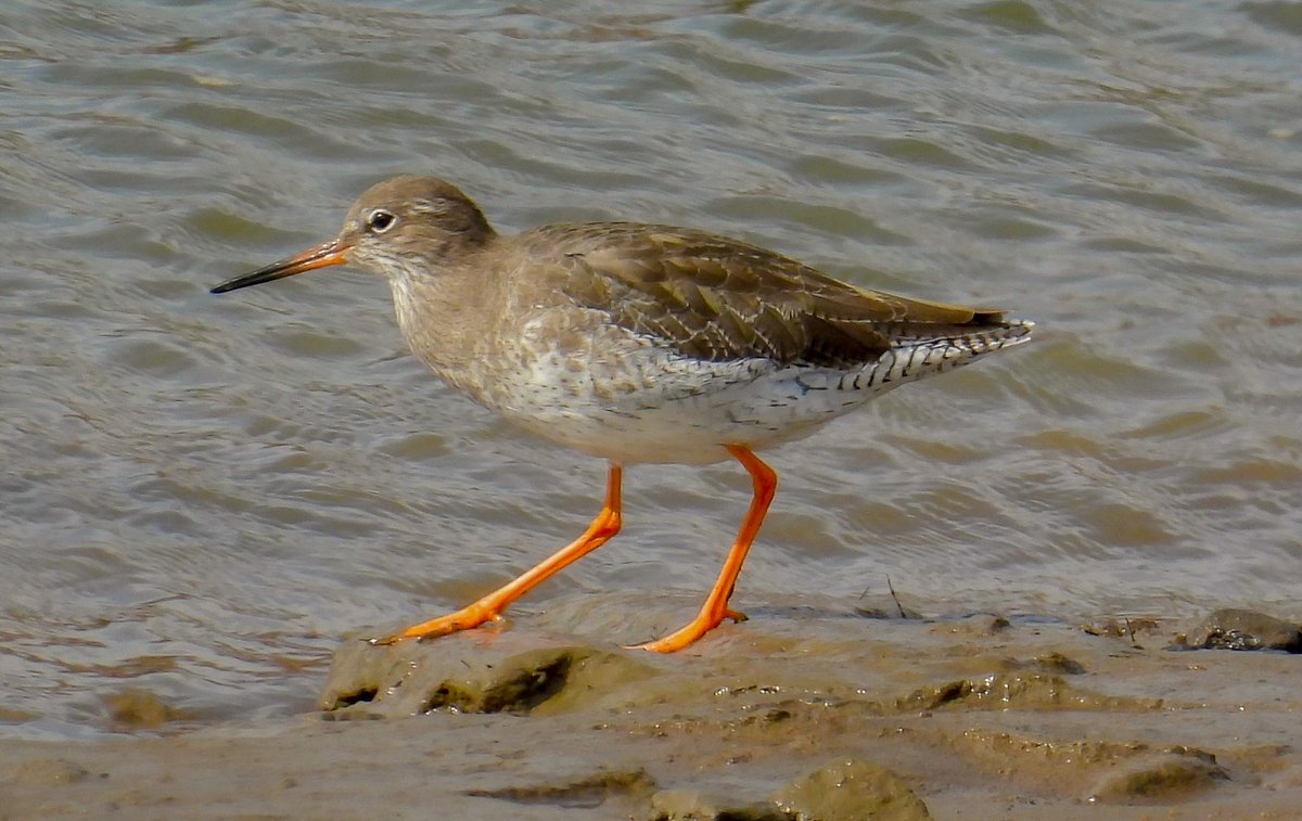 kevin (Birdman) willans tweet media