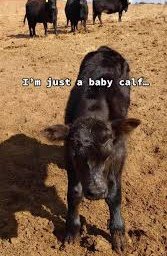 BovitoCoin's tweet photo. Just a baby calf... but already dreaming of becoming a BovitoCoin millionaire! 🐄💸🚀 https://t.co/WMV8FeVKve