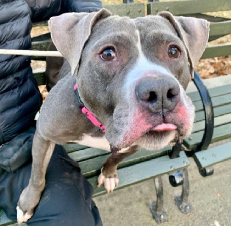 MoishesMom's tweet photo. How they can even consider 💉 this happy well adjusted pup 😭
Taz is the absolute best - why take his life
He has the best head tilts 😍
He has the best Tongue out pics 😍
#SaveTaz #NYCACC 👇🏻 He’s gorgeous
Taz deserves a ♥️ 🏡 not 💉
Adopt Foster Pledge4️⃣Taz 🤞🏻🙏🏻 https://t.co/gNySxQT6ux