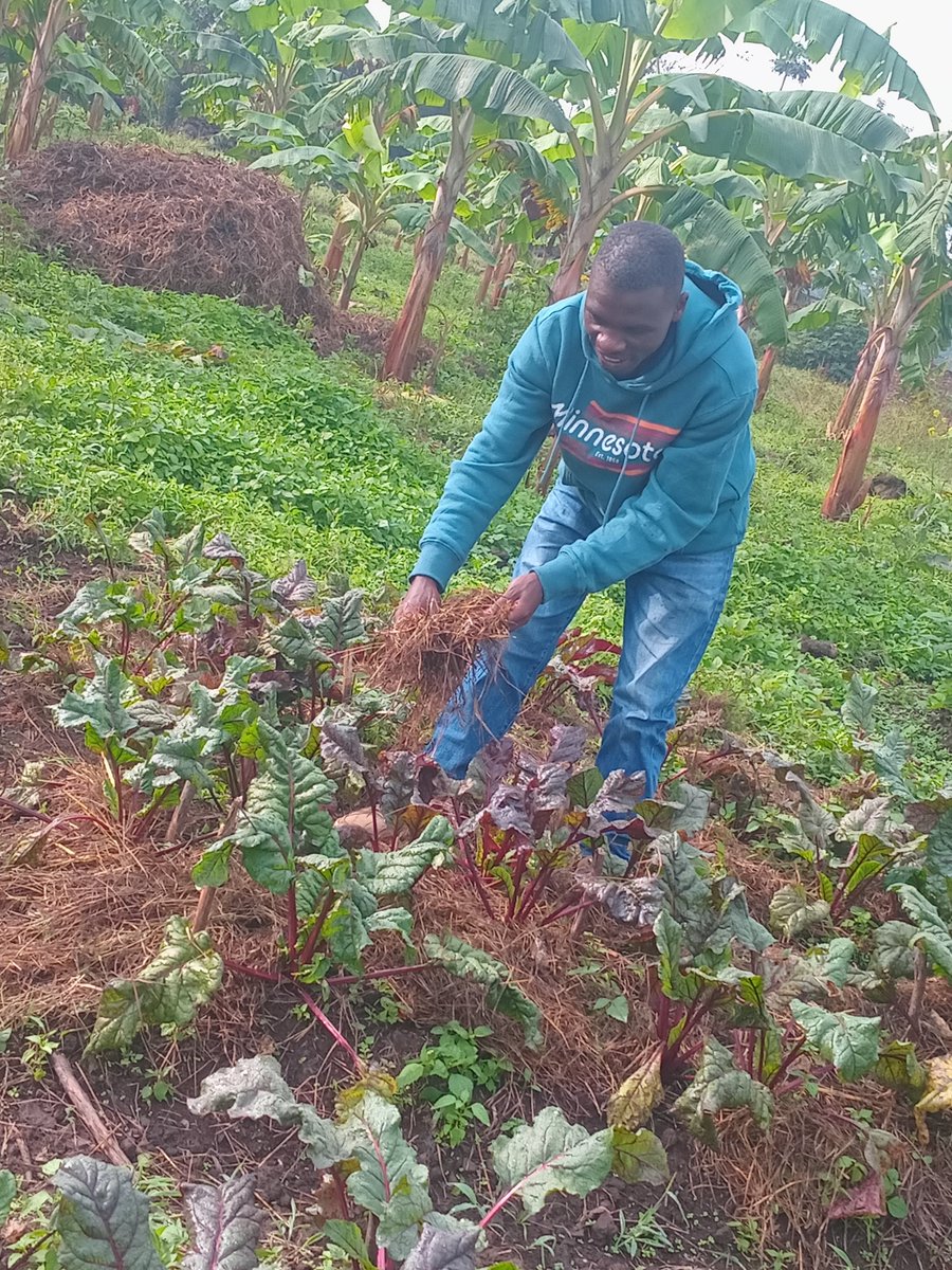 ZacharieNDAYIS5's tweet photo. Want better beetroot yields?
Try mulching! It reduces water loss, keeps weeds at bay, and improves soil health, leading to vibrant healthy roots. Small change, big impact!
#MulchingMatters #BeetrootGrowth #SustainableFarming #FarmWithZacharie https://t.co/liKPRapSoL
