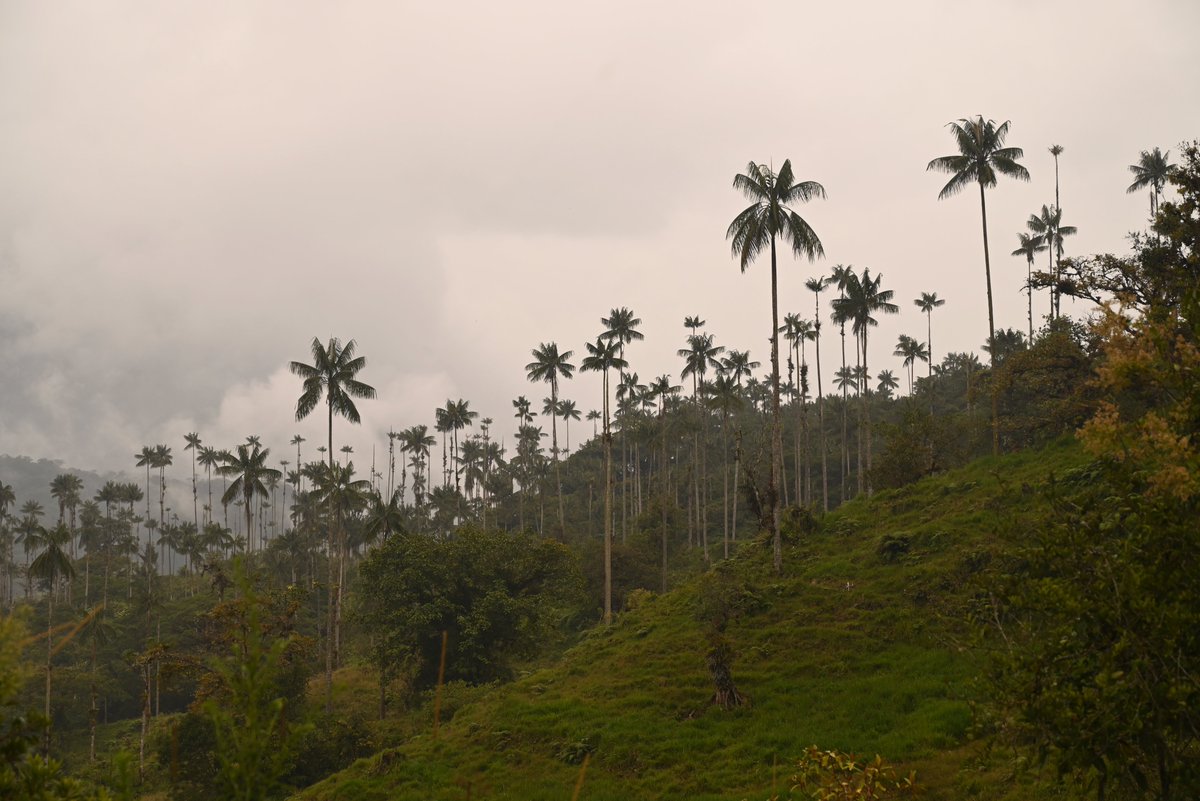 Robert Hofstede (@_roberthofstede) on Twitter photo Espectaculares #PalmadeCera (Cosanga #Napo🇪🇨). Nunca entendí porque en #Ecuador pasa medio desapercibida mientras que en #Colombia, esta palma s árbol nacional y atrae miles d turistas. ¿Tiempo para visibilizarla más y así, promover l conservación dl bosque andino? <a href="/Ambiente_Ec/">Min. de Ambiente, Agua y Transición Ecológica</a> Espectaculares #PalmadeCera (Cosanga #Napo🇪🇨). Nunca entendí porque en #Ecuador pasa medio desapercibida mientras que en #Colombia, esta palma s árbol nacional y atrae miles d turistas. ¿Tiempo para visibilizarla más y así, promover l conservación dl bosque andino? <a href="/Ambiente_Ec/">Min. de Ambiente, Agua y Transición Ecológica</a>