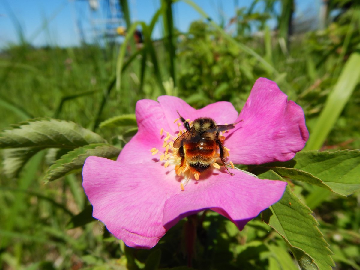 LilsaWater's tweet photo. The @EdAreaLandTrust may have #conservation sites near you that need #stewards, such as Lu Carbyn Nature Sanctuary and JBJ McDonald Conservation Land.

#Volunteer Info Session 🌿
Wednesday, Feb 26 from 12 - 1:30 PM
Register here: https://t.co/BEt7155M7M https://t.co/1wOezJFtnP
