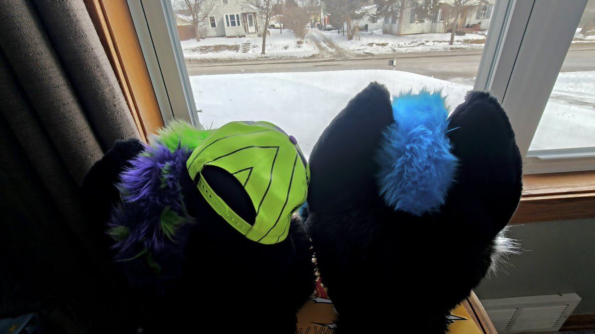 Shadow the Wusky (@shadowthewusky) on Twitter photo The boyos are waiting for the package <a href="/TonicYeen/">Yeen & Tonic</a> sent me and <a href="/badg3rbadg3r/">Zeke DaBusky</a>. I wonder what it could be?
#fursuit #furryfandom #gaydog The boyos are waiting for the package <a href="/TonicYeen/">Yeen & Tonic</a> sent me and <a href="/badg3rbadg3r/">Zeke DaBusky</a>. I wonder what it could be?
#fursuit #furryfandom #gaydog