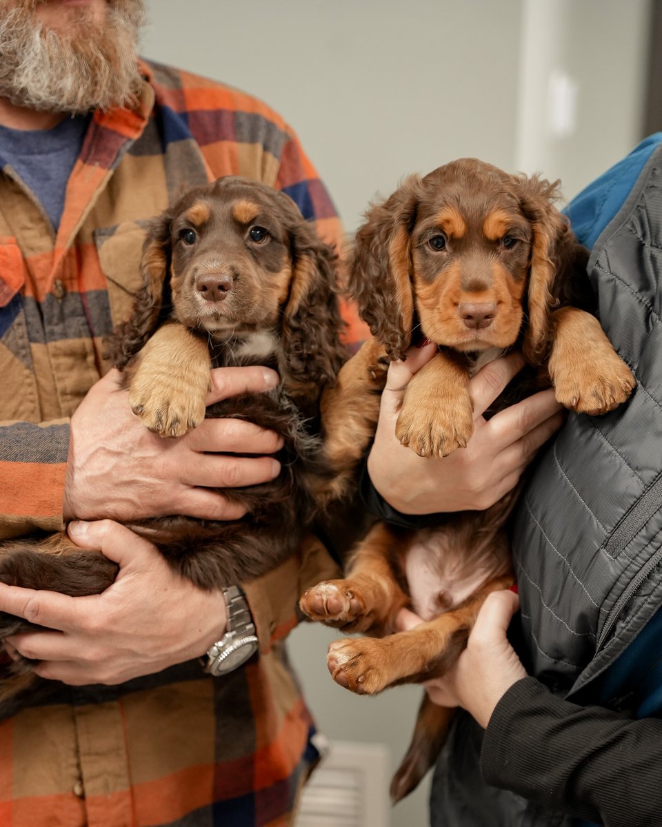 myCVETS's tweet image. We understand everyone has an opinion... but if you don't think these brothers are cute, you're just wrong. 

😆 

#CVETS #NextLevelCare #VetMed #CompassionateCare #Puppies