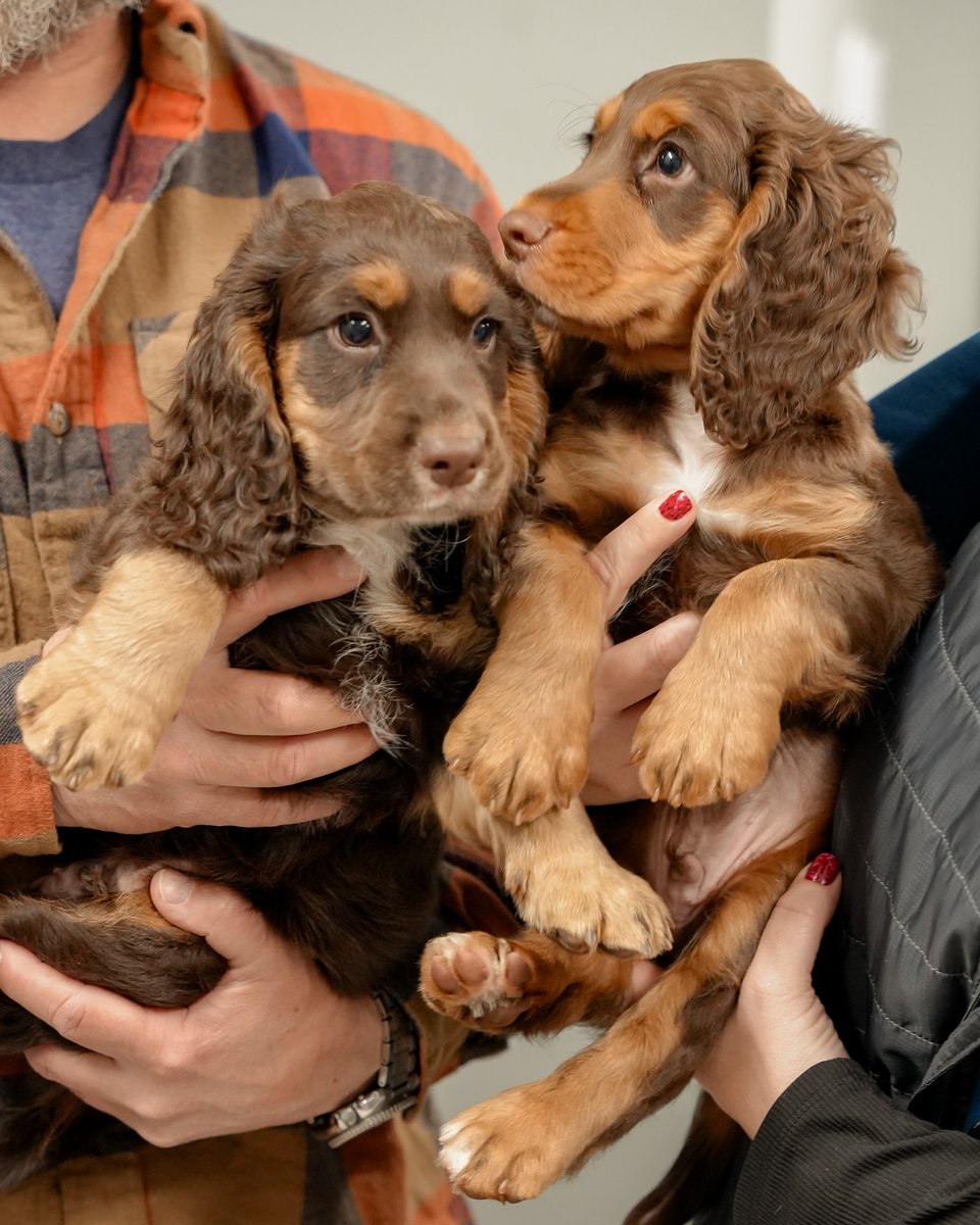 myCVETS's tweet image. We understand everyone has an opinion... but if you don't think these brothers are cute, you're just wrong. 

😆 

#CVETS #NextLevelCare #VetMed #CompassionateCare #Puppies