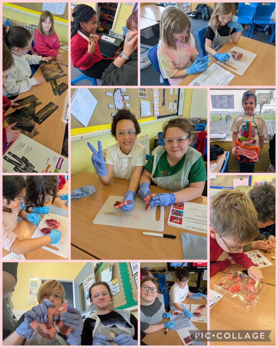 Darwin Centre (@darwincentre) on Twitter photo Another great day <a href="/FentonPrimary/">Fenton Community Primary School</a>! Year 5 had a fantastic time exploring the human body and they aced their heat dissection! Very impressed with their curiosity and enthusiasm for the topic! #STEMworkshop #humanbody #organs #bodysystems #heart #anatomy #labskills #STEMeducation Another great day <a href="/FentonPrimary/">Fenton Community Primary School</a>! Year 5 had a fantastic time exploring the human body and they aced their heat dissection! Very impressed with their curiosity and enthusiasm for the topic! #STEMworkshop #humanbody #organs #bodysystems #heart #anatomy #labskills #STEMeducation