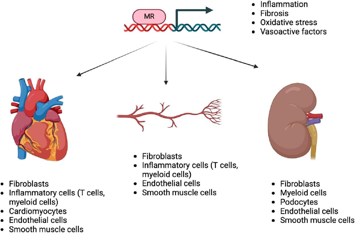 NDTsocial's tweet photo. Mineralocorticoid receptor antagonism for non-diabetic kidney disease

🔓https://t.co/6i3oU4QNDc https://t.co/Tno9g12Hnu