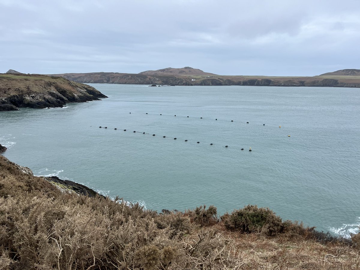 Wick Marcross (@wickps) on Twitter photo A beautiful coastal walk learning all about Ramsey Island. <a href="/Treginnis_FFCC/">Lower Treginnis - Farms for City Children</a> A beautiful coastal walk learning all about Ramsey Island. <a href="/Treginnis_FFCC/">Lower Treginnis - Farms for City Children</a>