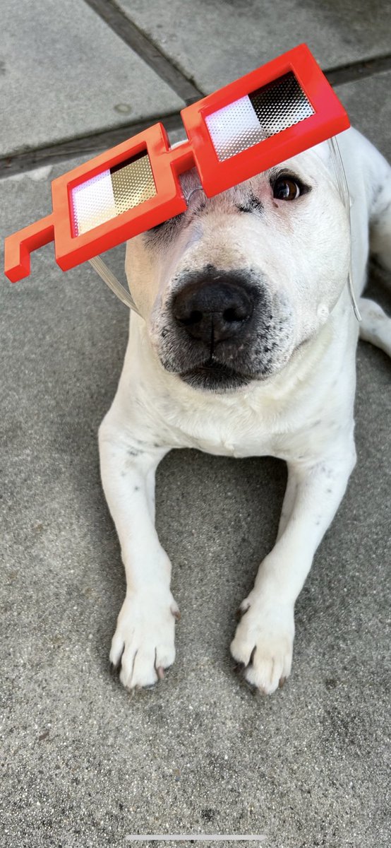 a loyal companion and core member of the Nouns community transcended to the other side yesterday. rest peacefully Pirate 💜