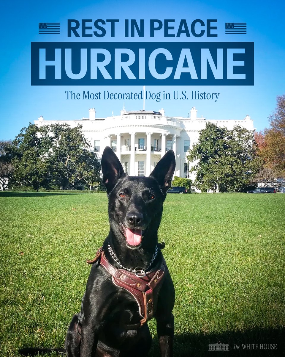 WhiteHouse's tweet image. Hurricane was a true American hero.
The most decorated K-9 in U.S. history, he bravely defended the White House and spent retirement helping other working dogs through @Hurricane_K9. His legacy of courage and loyalty will live on.
Rest easy, Hurricane. 🇺🇸🐾