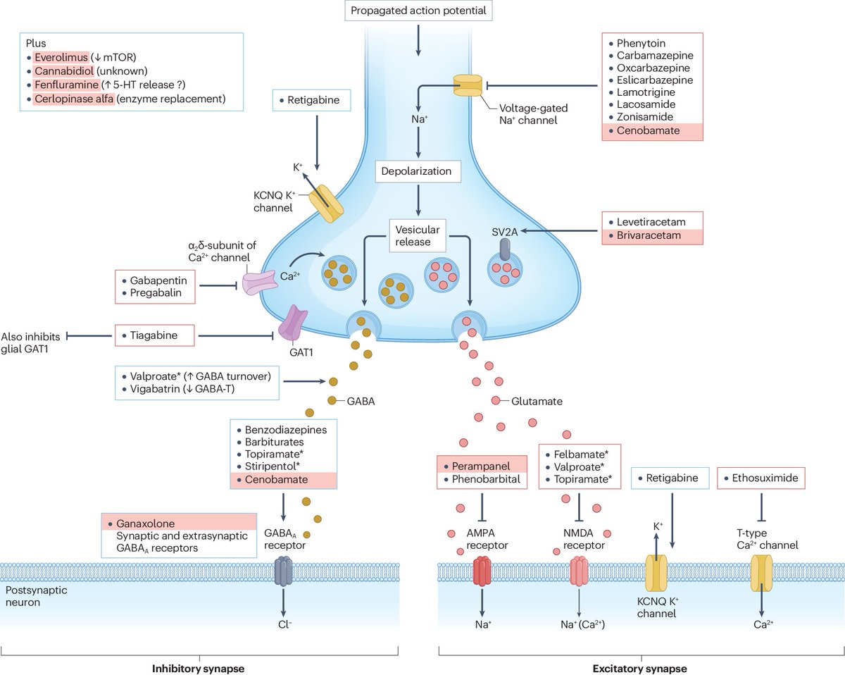 For readers interested in new epilepsy therapies in development, here's a comprehensive recent review 
nature.com/articles/s4157…
rdcu.be/eaxv6