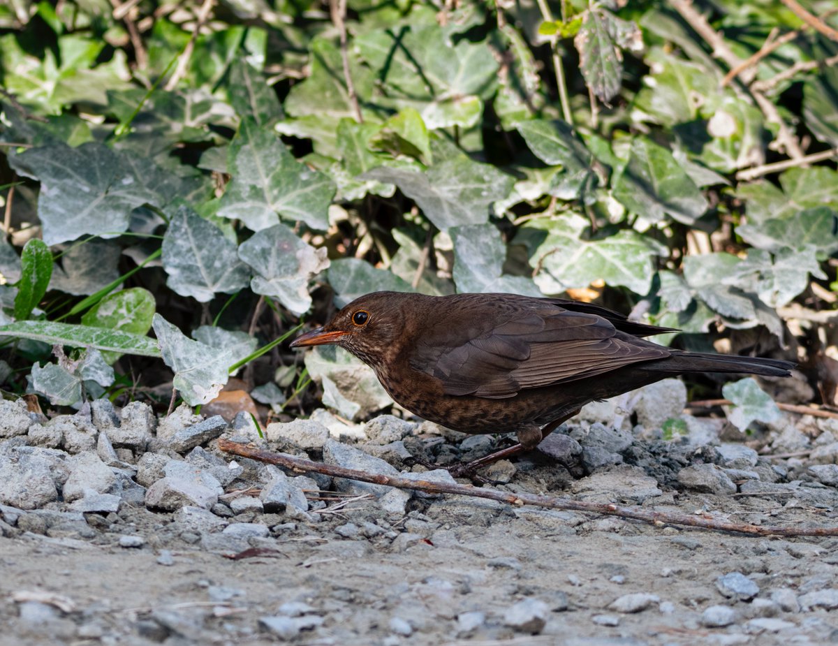 Davidc2827's tweet photo. #blackbird #ukbirds #wildlifelovers #conwy #nature_perfection #songbirds #BirdsSeenIn2024 #birds #northwales #wildlifephotography #birdphotography #nikond500 #NaturePhotography #birdwatching #birding #photooftheday #birds_captures #birdlovers #gardenbirds https://t.co/6SYiN1GSul