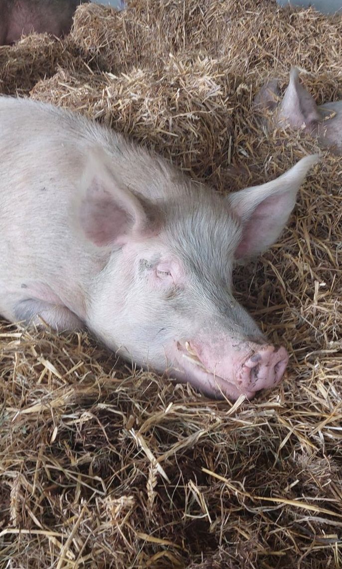 RathboneKim's tweet image. Pigoneer Pig Of The Day Gordon!
Afternoon in Pigsville, Gordon chilling out after bed making &amp;amp; fresh hay eating 🤗 
Join our #Pigoneer club to support Gordon &amp;amp; the other 98 rescue pigs.
Winter costs are very high we aren&apos;t covering our monthly outgoings. 
globalvegancrowdfunder.org/pigoneer-2000-…