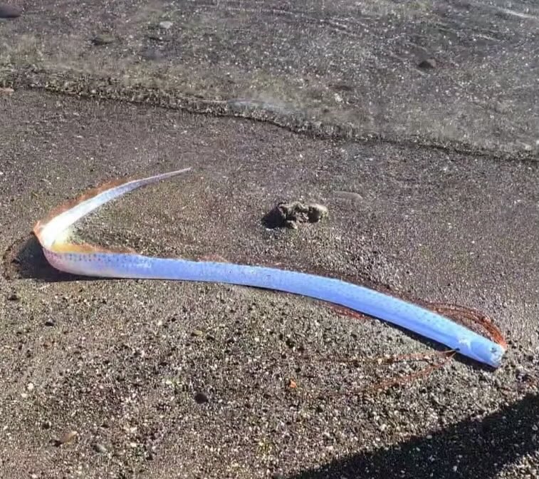 LIVITSKI tweet media