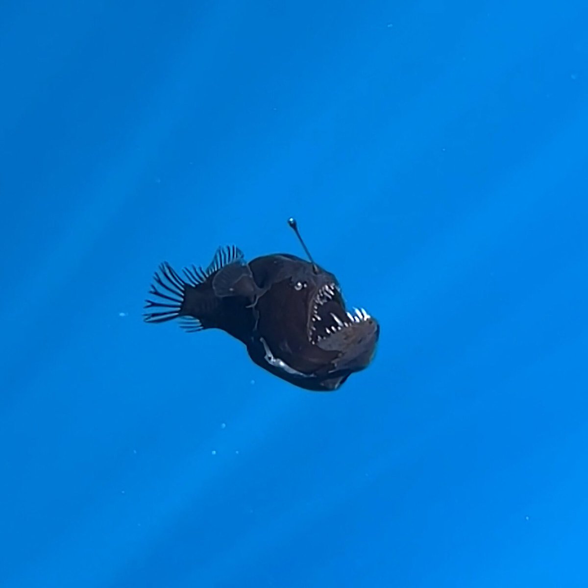 LIVITSKI tweet media