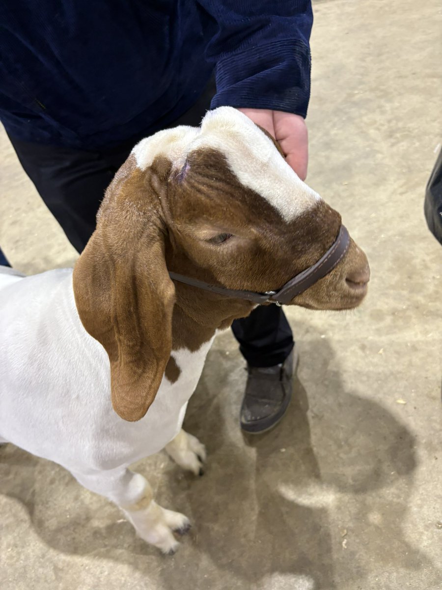 Anna Braden tweet media