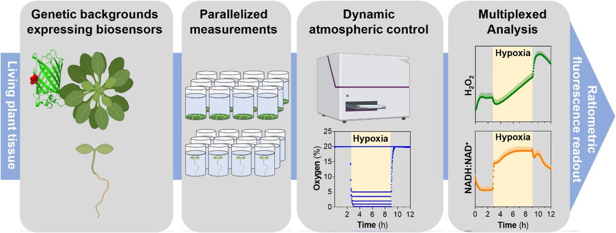 Abiotic stress in plants (Green Survivors) (@abioticstress) on Twitter photo Review by Panicucci et al. <a href="/UniUtrecht/">Utrecht University</a> <a href="/ASPB/">ASPB</a> <a href="/PlantPhys/">Plant Physiology</a>
#Tools to understand #hypoxia responses in plant #tissues
doi.org/10.1093/plphys…
#PlantSci <a href="/CREAF_ecologia/">CREAF</a> <a href="/sci_plant/">Plant Science</a> <a href="/Hassaan_Shehu/">♣Otunba Of Sokoto♣</a> <a href="/ISPLORE/">International Society for Plant Low O2 Research</a> <a href="/IndianBotanists/">Indian Botanists</a> <a href="/SavitaB78112443/">Savita Bhardwaj</a> <a href="/Borjana_A/">Borjana Arsova</a> <a href="/OficialSebot/">Sociedad Botánica Española</a> <a href="/RameshBondada1/">Maruthi Naga Ramesh Bondada</a> Review by Panicucci et al. <a href="/UniUtrecht/">Utrecht University</a> <a href="/ASPB/">ASPB</a> <a href="/PlantPhys/">Plant Physiology</a>
#Tools to understand #hypoxia responses in plant #tissues
doi.org/10.1093/plphys…
#PlantSci <a href="/CREAF_ecologia/">CREAF</a> <a href="/sci_plant/">Plant Science</a> <a href="/Hassaan_Shehu/">♣Otunba Of Sokoto♣</a> <a href="/ISPLORE/">International Society for Plant Low O2 Research</a> <a href="/IndianBotanists/">Indian Botanists</a> <a href="/SavitaB78112443/">Savita Bhardwaj</a> <a href="/Borjana_A/">Borjana Arsova</a> <a href="/OficialSebot/">Sociedad Botánica Española</a> <a href="/RameshBondada1/">Maruthi Naga Ramesh Bondada</a>