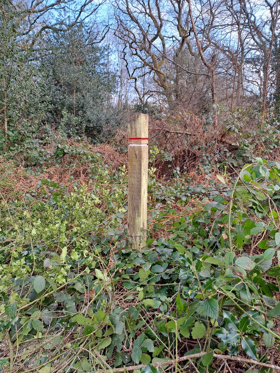 Fantastic day with leadership team, joining Rangers clearing wood pasture and halo-releasing wonderful oaks. Great to visualise the plans &amp; scope ideas for visitor engagement. Hugely inspirational, forward-looking stuff, to boost biodiversity and nature restoration 😀👏🌳🐄🌸