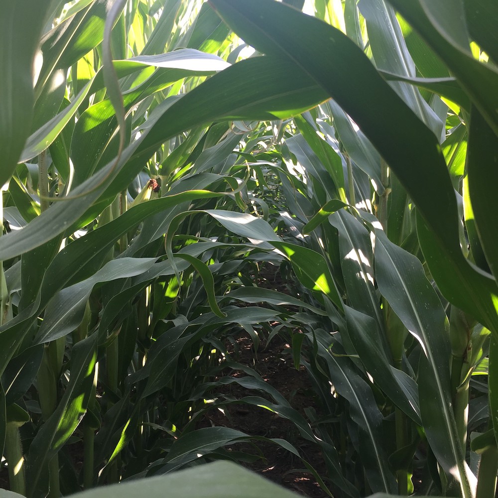 Vida Rural (@vrural) on Twitter photo 🌽EXTENSIVOS 🌽
La relevancia del #maíz como cultivo estratégico en España para la producción de bioenergía
AA.VV | Instituto Tecnológico Agrario de Castilla y León, <a href="/ITACYL/">Innovación agroalimentaria - JCyL</a> y Estación Experimental de Aula Dei – <a href="/AragonCSIC/">CSIC Aragón</a>
Toda la información aquí👇
shorturl.at/6lJaW 🌽EXTENSIVOS 🌽
La relevancia del #maíz como cultivo estratégico en España para la producción de bioenergía
AA.VV | Instituto Tecnológico Agrario de Castilla y León, <a href="/ITACYL/">Innovación agroalimentaria - JCyL</a> y Estación Experimental de Aula Dei – <a href="/AragonCSIC/">CSIC Aragón</a>
Toda la información aquí👇
shorturl.at/6lJaW