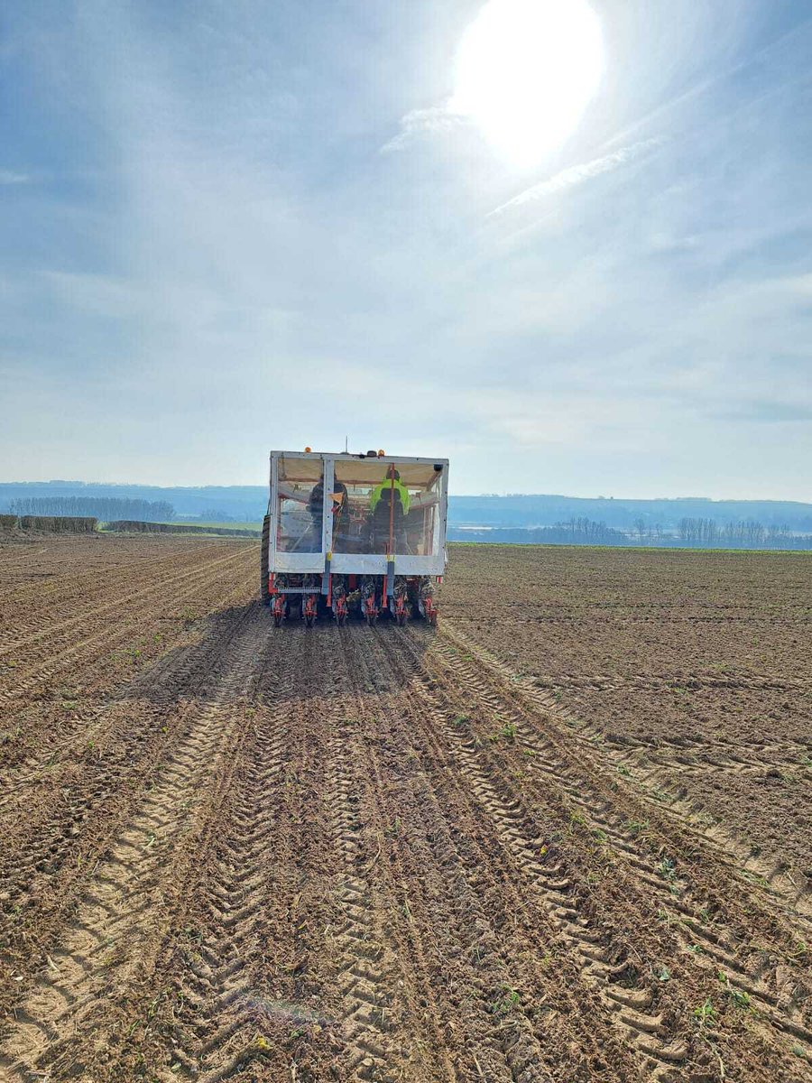 Cette semaine, le retour du beau temps a permis de semer les essais montées à graines sur la Côte d'Opale 🌞

Objectif : favoriser le phénomène de vernalisation afin d'identifier les variétés les + tolérantes aux montées à graines et d'éliminer les hybrides les + sensibles 🌱