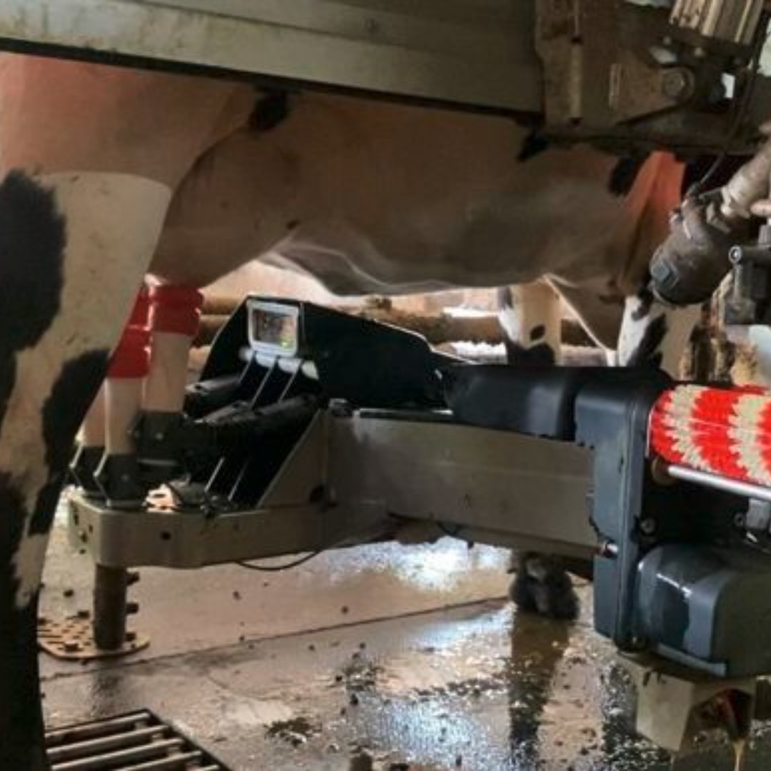 AgriMutuel's tweet image. Sur les 9 dernières années, les #exploitations en #traite conventionnelle du réseau #Inosys ont dégagé quasiment le même niveau de revenu que les structures robotisées. Les dernières années plaident même en faveur de la #technologie. 

👉 agri-mutuel.com/actualites/cou…