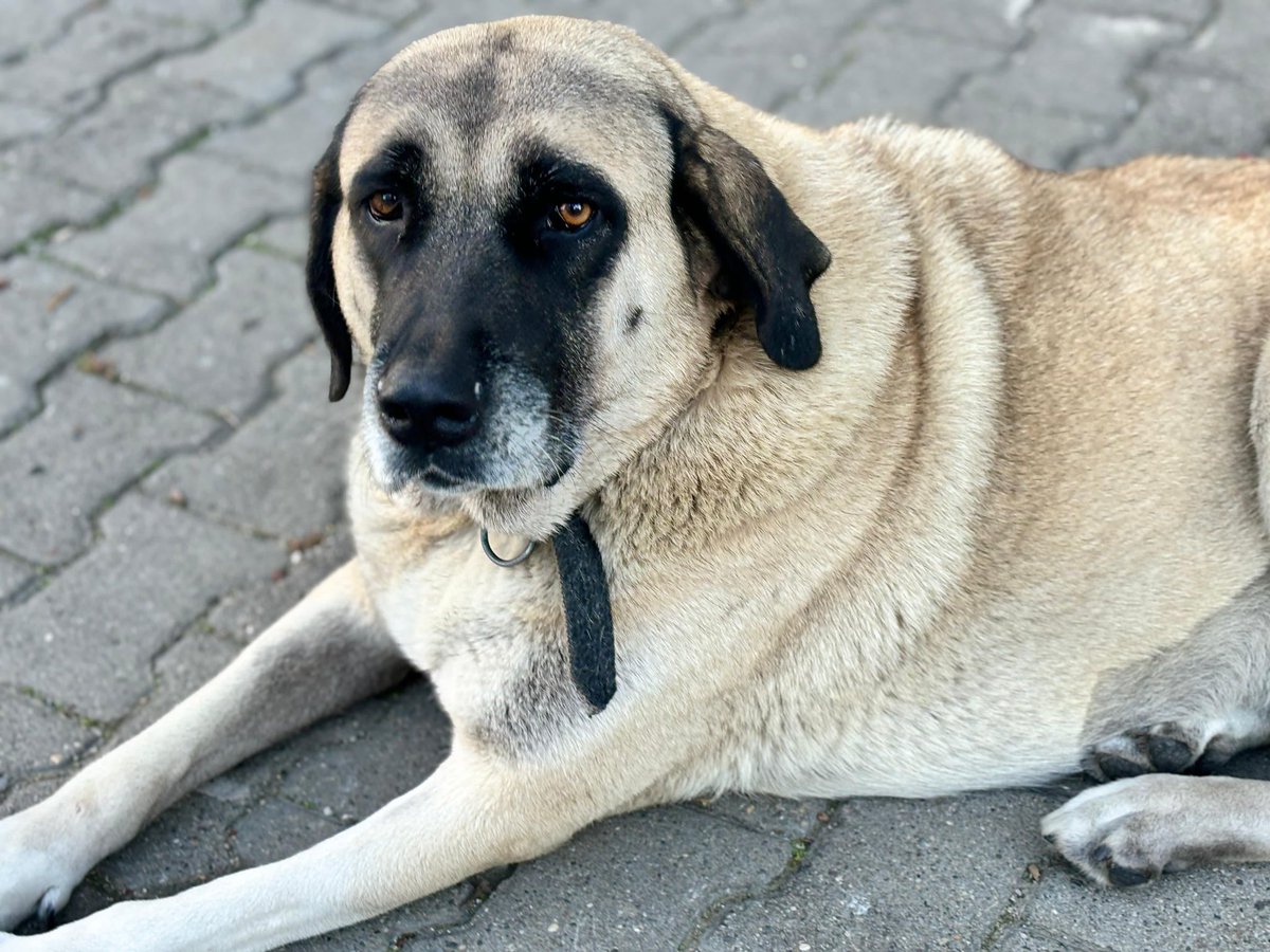 ❗️ACİL YUVA❗️
🔵3 de kısırlaştırılmış
🔵uysal; köpeklerle/kedilerle araları iyi
🔵beledıye yattıkları paletleri toplamıs bugun ve korkarım ki bu canlar da yuva bulamazsa alınacaklar 😔
Lütfen bıldıgınız hesapları etıketleyerek destek olur musunuz? 
ZONGULDAK