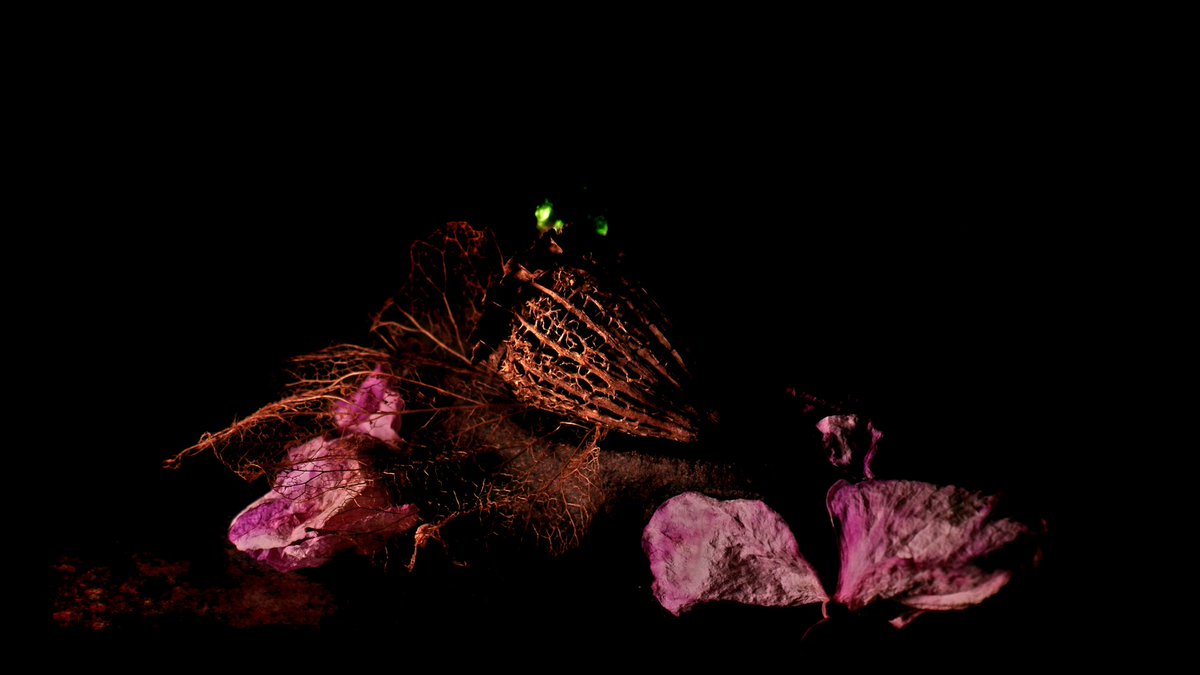 Dried and skeletonised poppy seed pod, with green glass and orchids