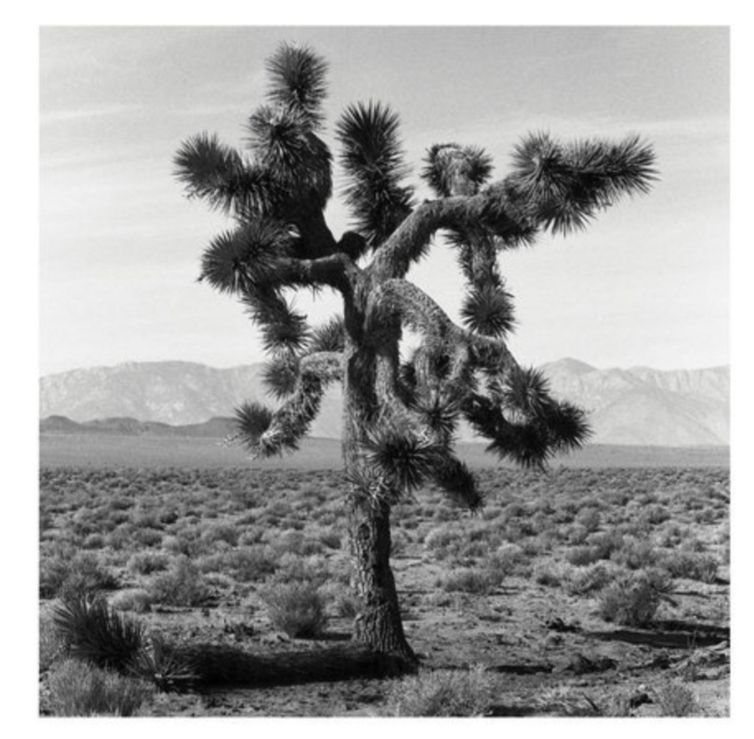 febottini's tweet image. #U2 #TheJoshuaTree 

Photos by #TheEdge