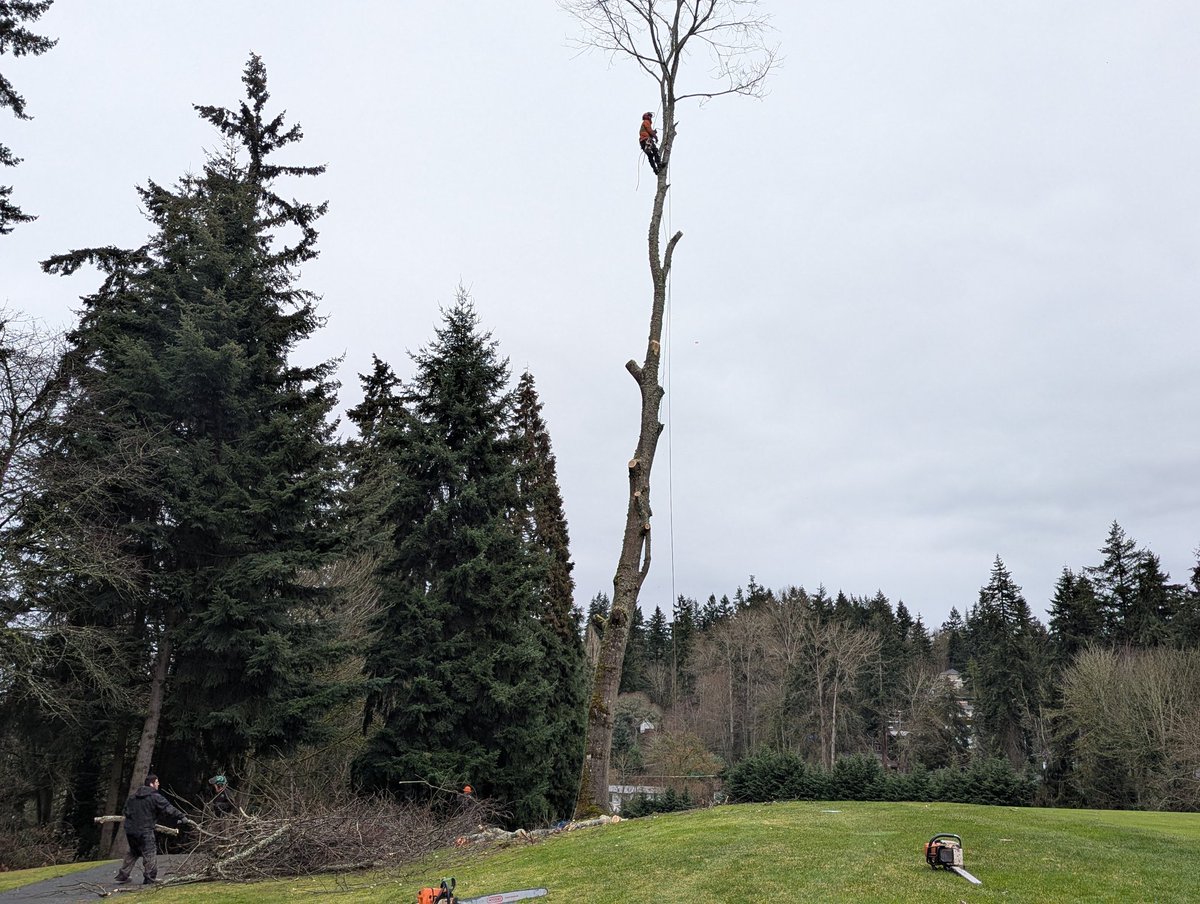 Starting tree work with our friends from <a href="/CedarFallsTree/">Cedar Falls Tree Srv</a>  Please watch for signs indicating how to to move around the golf course