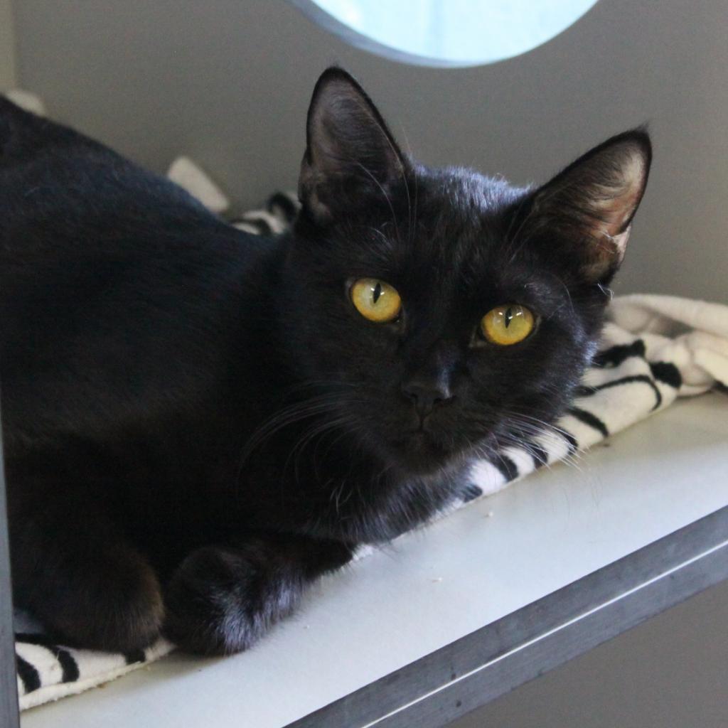 Come adopt this stunning black kitty! 📷📷

Selune is 2-years-old and is a gorgeous kitty with silky black fur and the beautiful eyes that just say come take me home.

Interested in adopting her? Visit catdepot.org/adopt to start your adoption process!

#catdepotsaveslives
